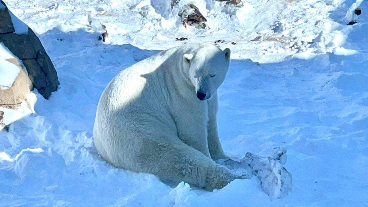 Nuniq the polar bear relaxes in his enclosure at the Kansas City Zoo after the first snowfall of 2025, which brought subzero windchills and 8-12 inches of snow to some parts of the metro.