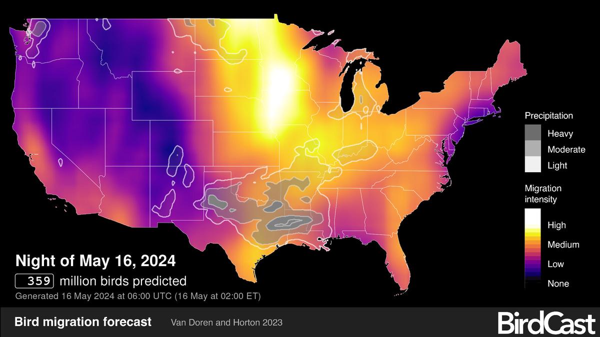 The forecast generated Thursday morning by BirdCast predicts where large flocks of migrating birds will be flying Friday night.