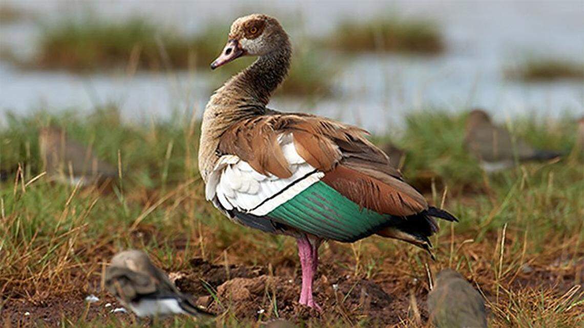 The Arkansas Game and Fish Commission and University of Arkansas’s Cooperative Wildlife Research Unit are investigating a recent increase in the population of nonnative Egyptian geese in Arkansas..