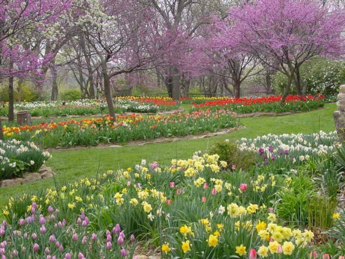 Daffodils, tulips and other spring blooms can be part of your garden landscape if you plant anytime from now through mid-November.