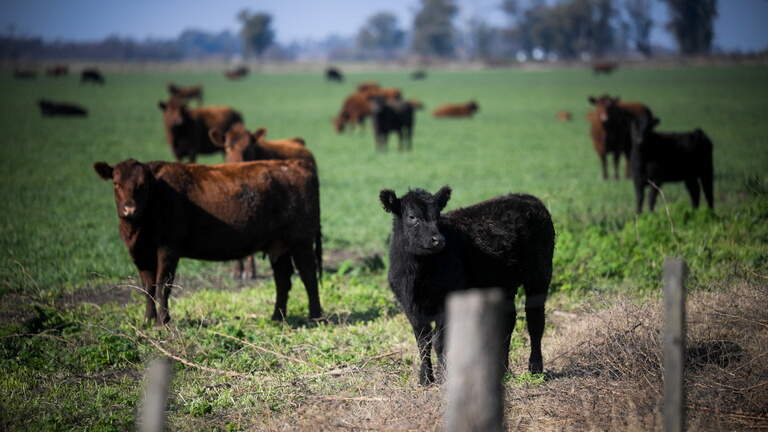 Trump’s beef plan splits Kansas, Missouri Republicans. Democrats see an opening