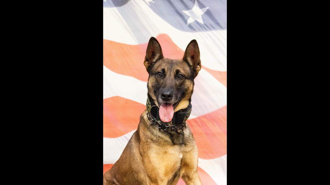 Clay County K-9 set to return to work after fall through Kearney ceiling