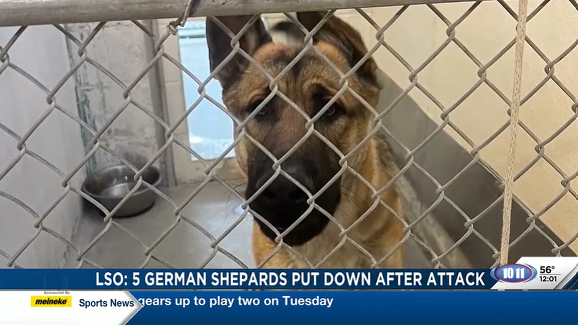Five dogs were euthanized after they brutally attacked a woman while she was on a run, Nebraska deputies said. The owner was cited.