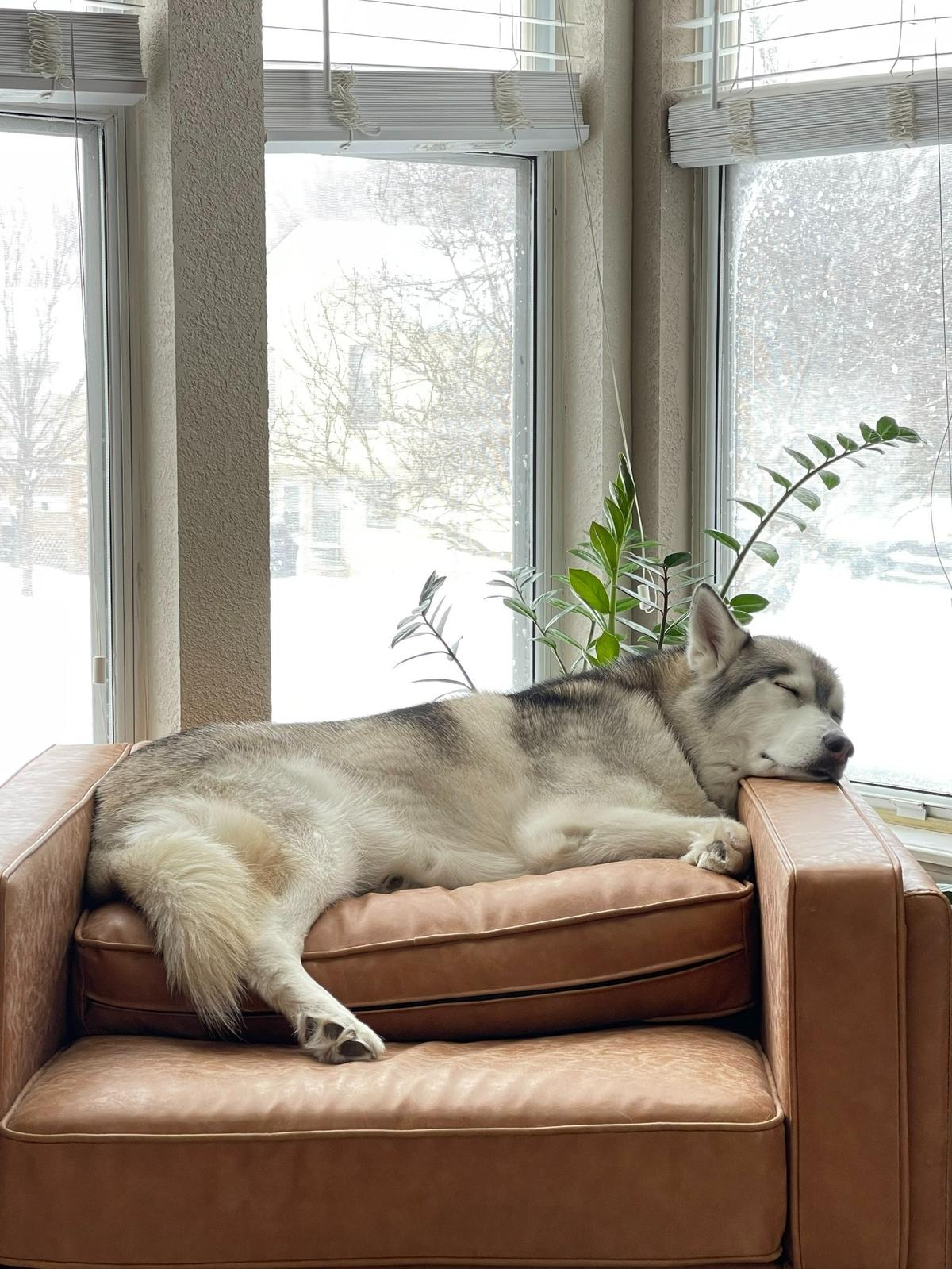 “Our Husky-Malamute, Ferris, tuckered out after a long morning of playing in the snow.” -Elizabeth Stander