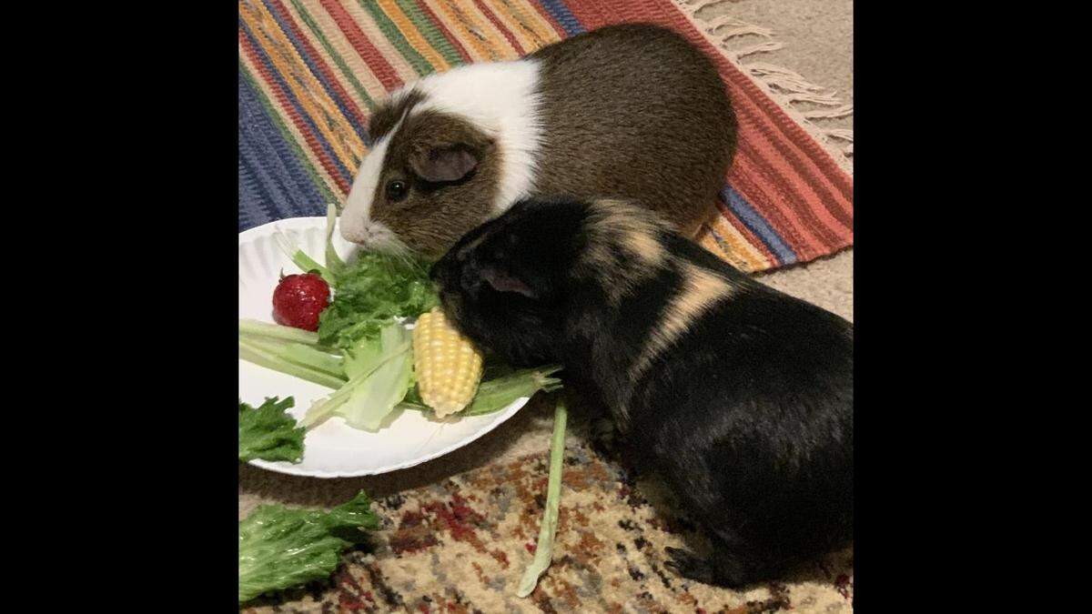 Cuddles and Kisses