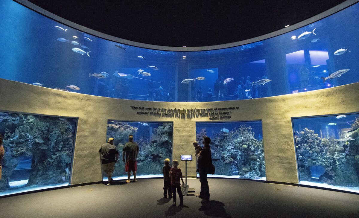 Visitors watch fish in one of the observation rooms at Johnny Morris' Wonders of Wildlife National Museum and Aquarium.