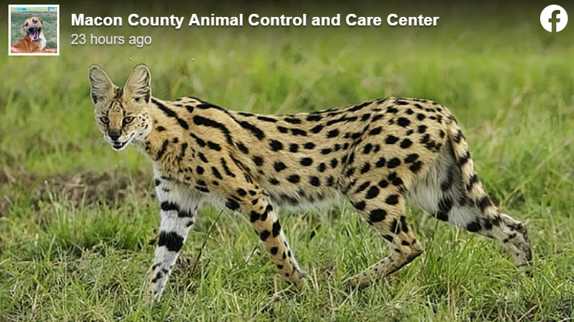 A serval, not the one pictured, is on the loose in Illinois, officials said.