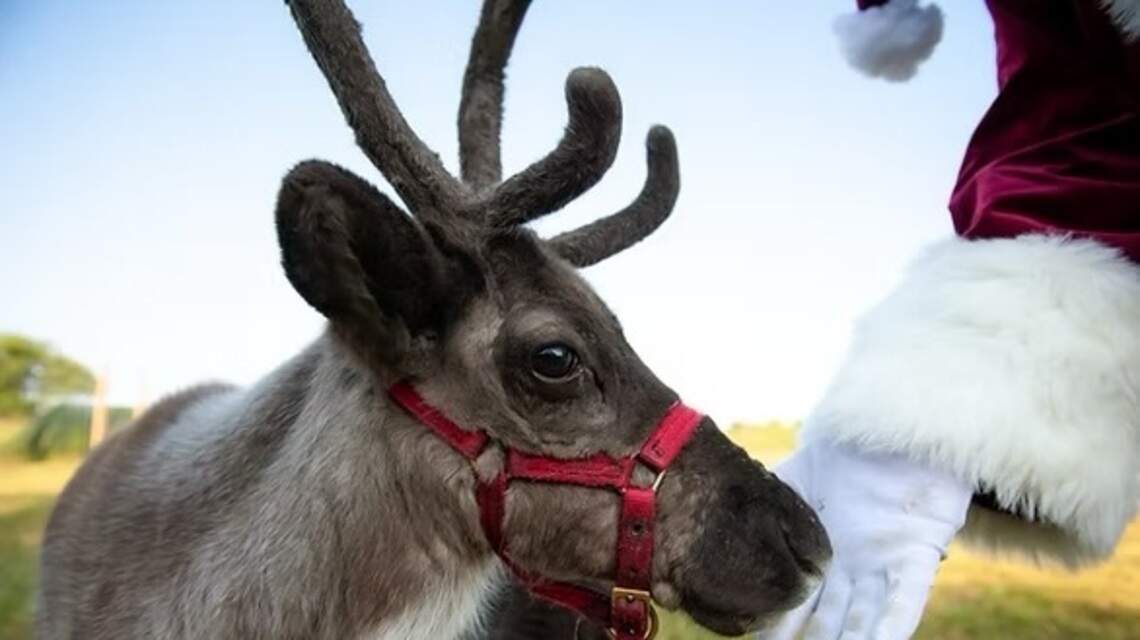 Christmas in July? Kansas City reindeer just chillin’ before busy holiday season