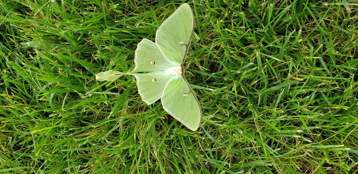 Luna moths are stunning, and worth protecting. Consider them when you’re going overboard cleaning up the yard in the fall. They overwinter in debris.