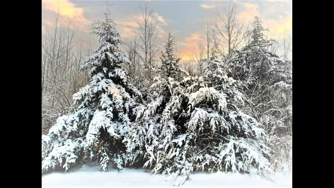 It’s been a tough year for the garden. Help it weather Mother Nature’s mood swings