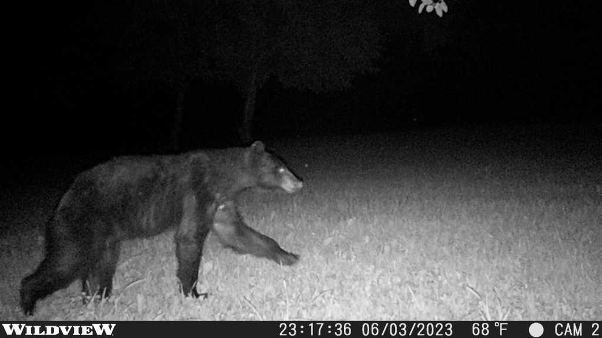 A black bear was captured on a trail camera in Pleasant Hill, Missouri.