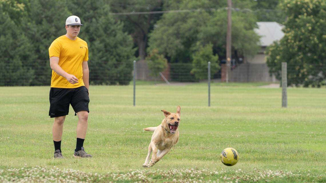 Do you own a rare dog breed in Wichita? These are the most common, new report says
