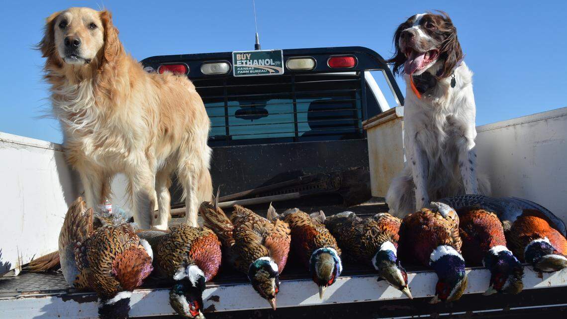 Good dogs and handsome birds signal the start of hunting season across the Midwest.
