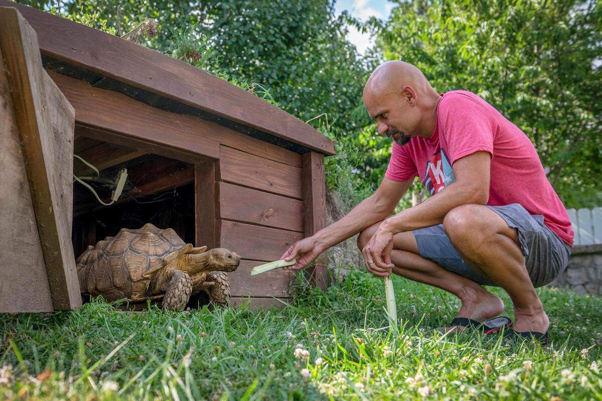 Bill Kalahurka has a second tortoise, Tywin, kept in his backyard. He feeds the pet a spear of cucumber to lure him out of his hut. Kalahurka says he adopted Tywin from a friend who was downsizing.