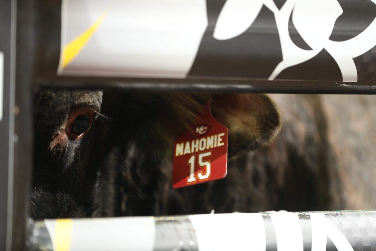 during the second round of the Kansas City Unleash The Beast PBR. Photo By: Andy Watson @BullStockMedia.