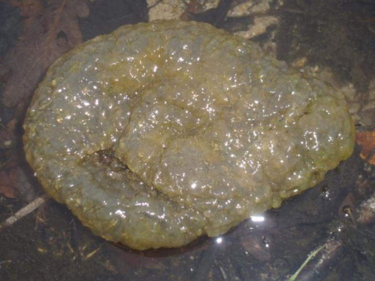 A bryozoan colony is seen in this photo from the Idaho Department of Fish & Game. The tiny animals that make up these clusters naturally filter fresh water.