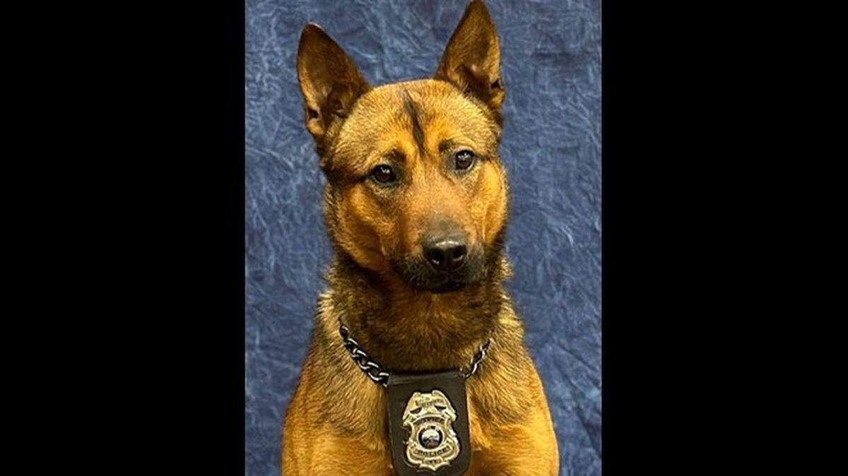 K9 unit Dagger has returned to work after being stabbed during his response to a standoff at a home in Kansas City Kansas on Aug. 5, 2025.