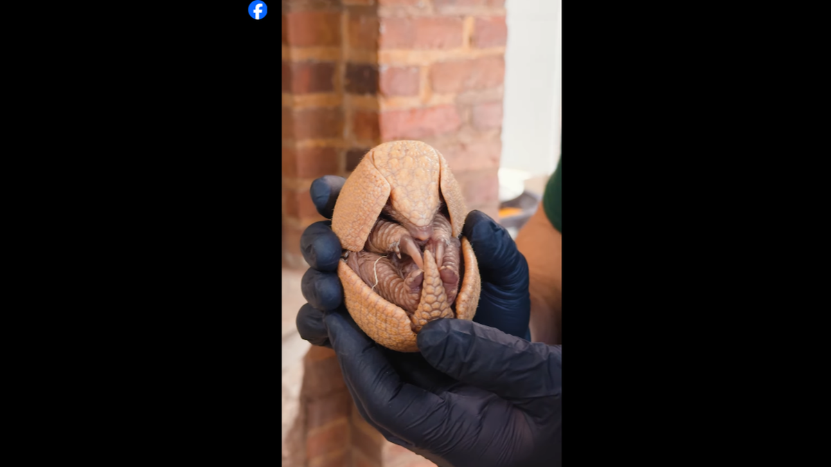The armadillo is now the size of a baseball, Ohio zoo officials said.