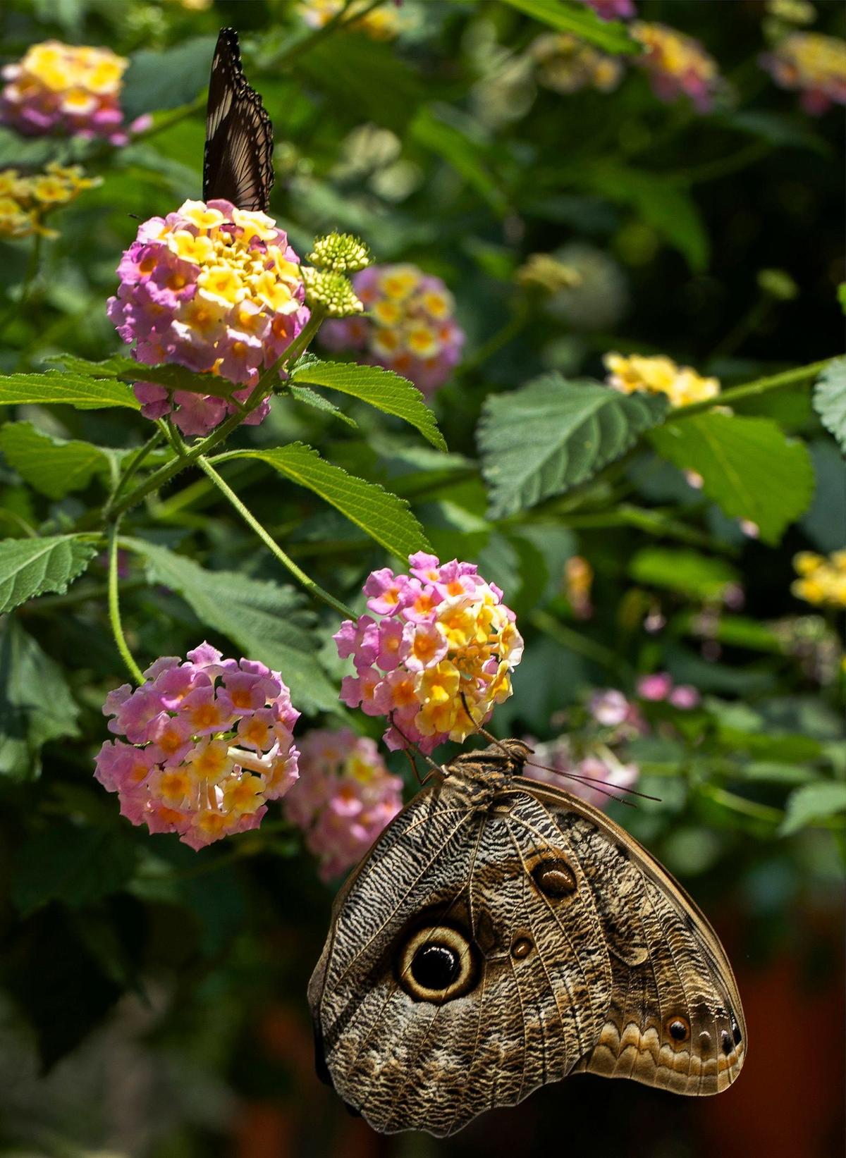 A giant owl butterfly native to Central and South America rested on a flower in the conservatory at Powell Gardens.