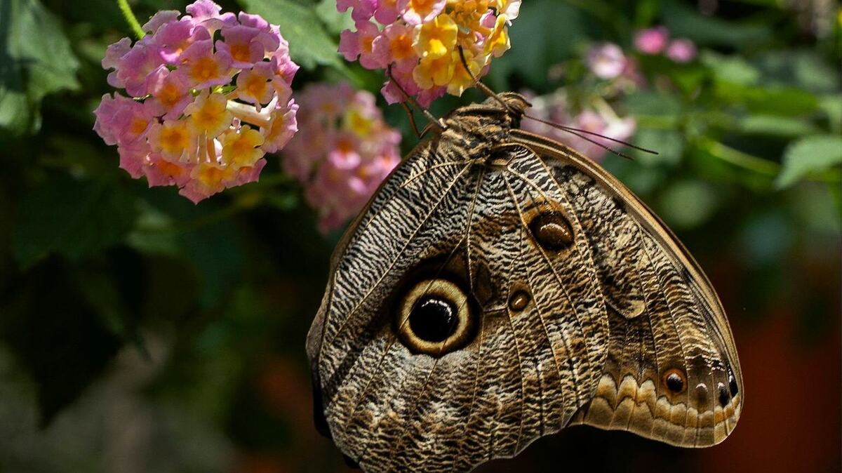 A Giant Owl butterfly from Central and South America rested on a flower in the conservatory in the Powell Gardens Visitors Center on in July 2024 during the 27th annual Butterfly Festival.