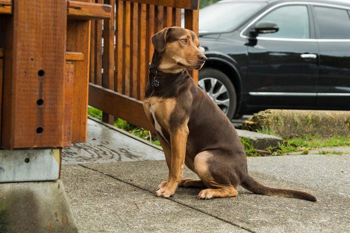 “A Dog’s Way Home” is told from the perspective of Bella (played by a dog named Shelby), with a voice provided by Bryce Dallas Howard.