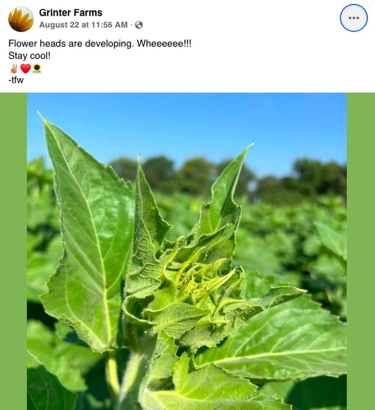 The sunflowers are beginning to come into their own at Grinter Farms.