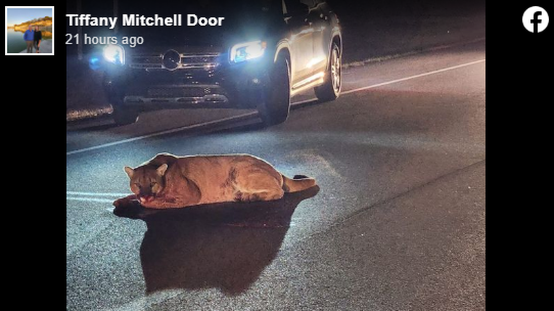 A mountain lion was struck by a vehicle in Missouri, officials said.