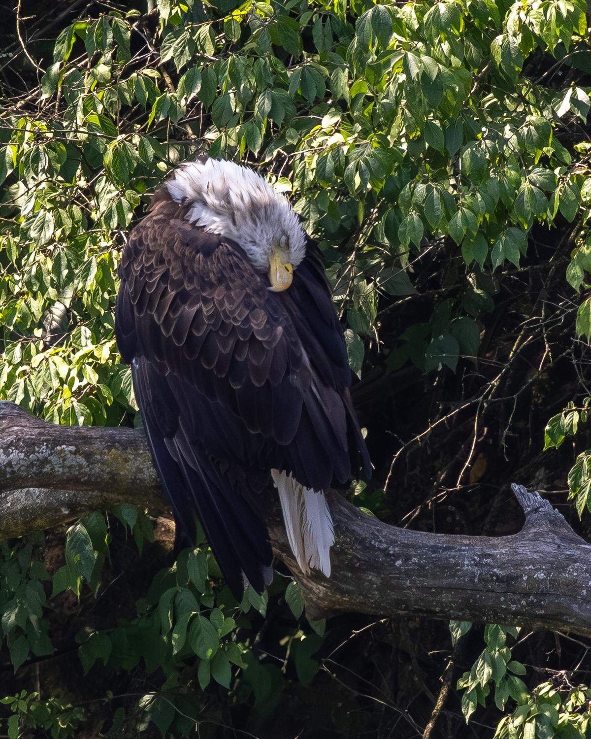Athena disappeared for days after Ohio wildlife officials tried to rescue her after a fall. 