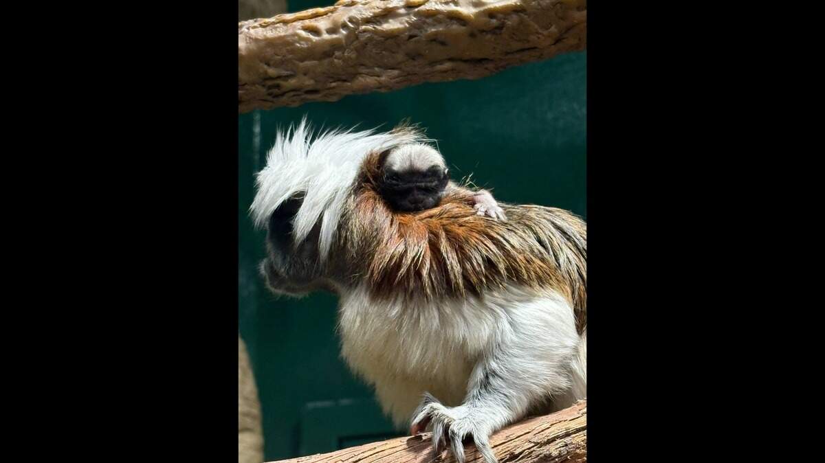 A baby cotton-top tamarin clings onto its parent.