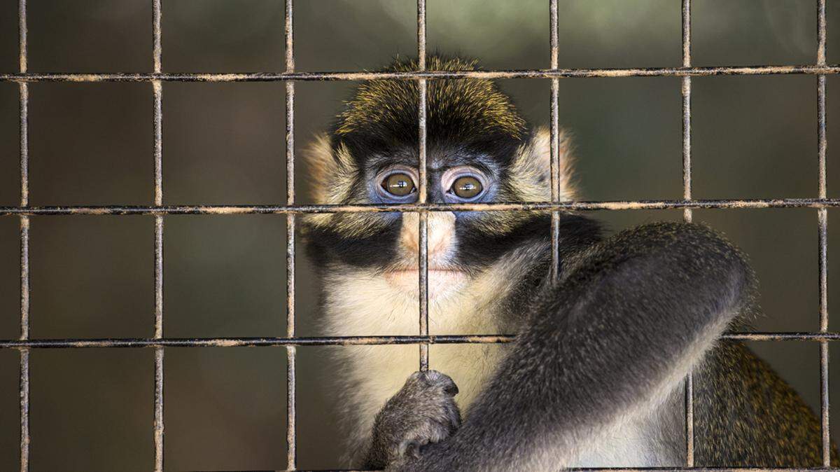 The real question is not the legality of having a pet monkey, but the ethics of keeping these creatures in captivity.