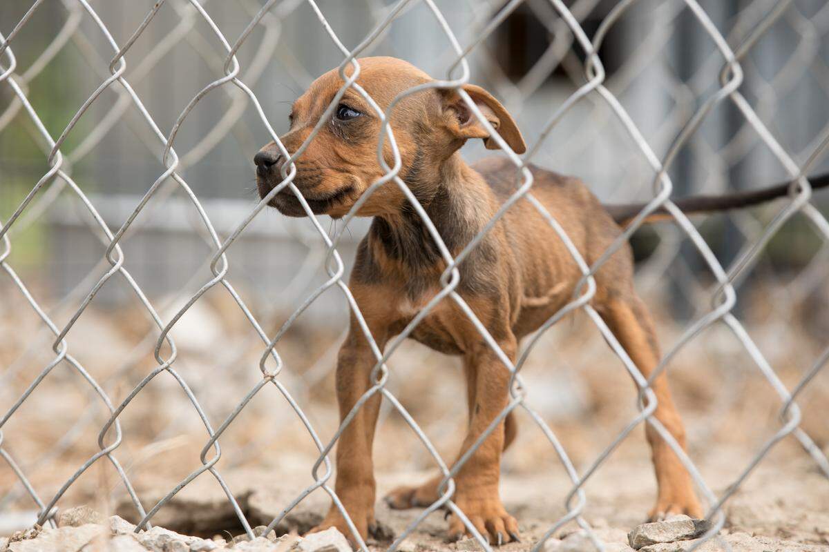 The KBI says the dogs were found living in deplorable conditions.