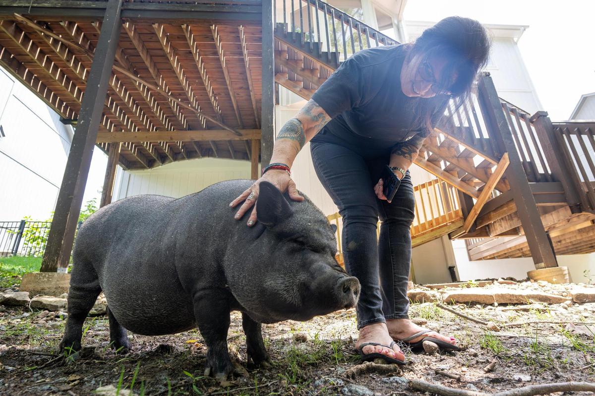 Lea Rookwood pets her pig, Shera, in the backyard of their home on Tuesday, July 22, 2025, in Shawnee, Kansas. Rookwood and her family are challenging their homeowner’s association for the right to keep Shera as a pet.