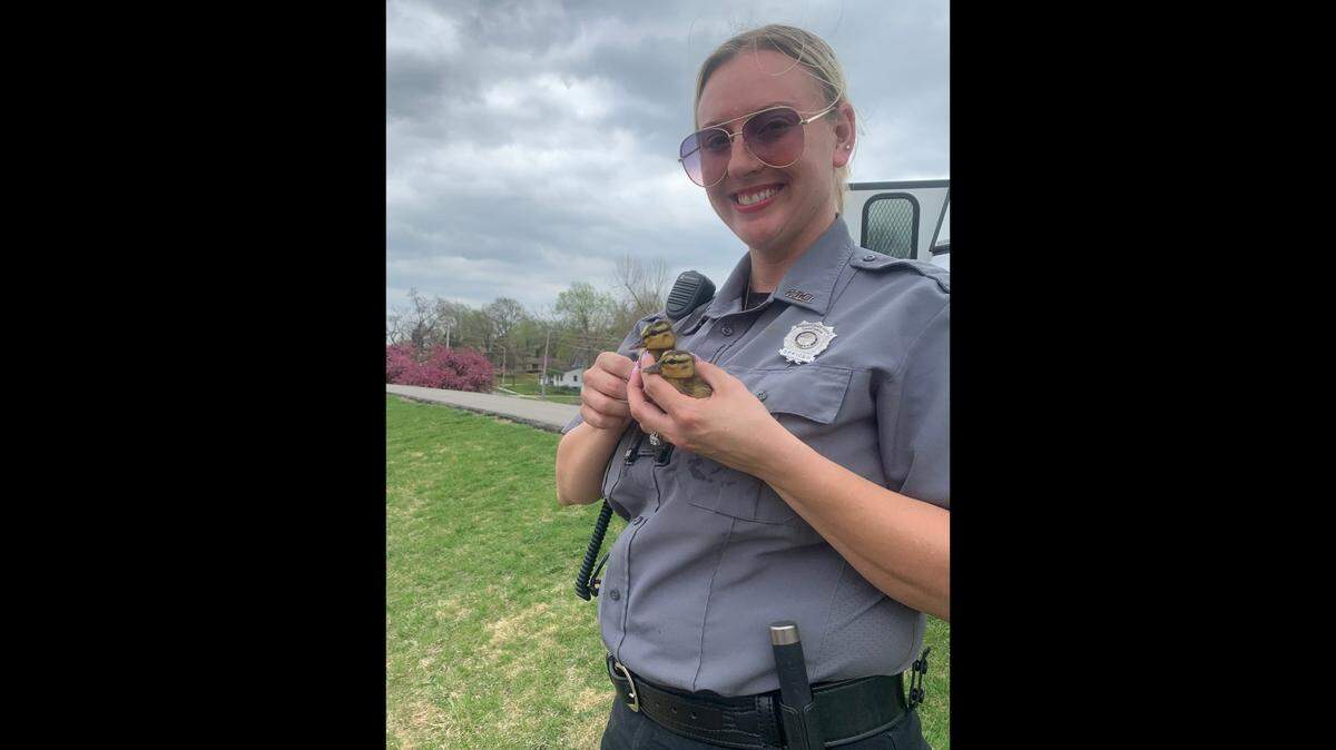 Members of Overland Park Parks and Animal Control saved 11 ducklings who went over a spillway Friday, April 22, 2022.