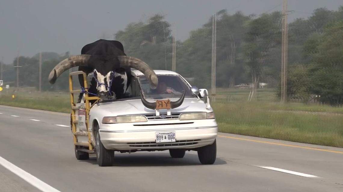 A bull named “Howdy Doody” rides shotgun in Nebraska.
