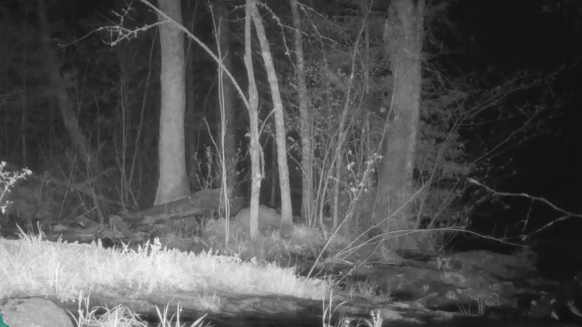 An elusive predator was captured on video engaging in a rarely seen hunting strategy in Minnesota.