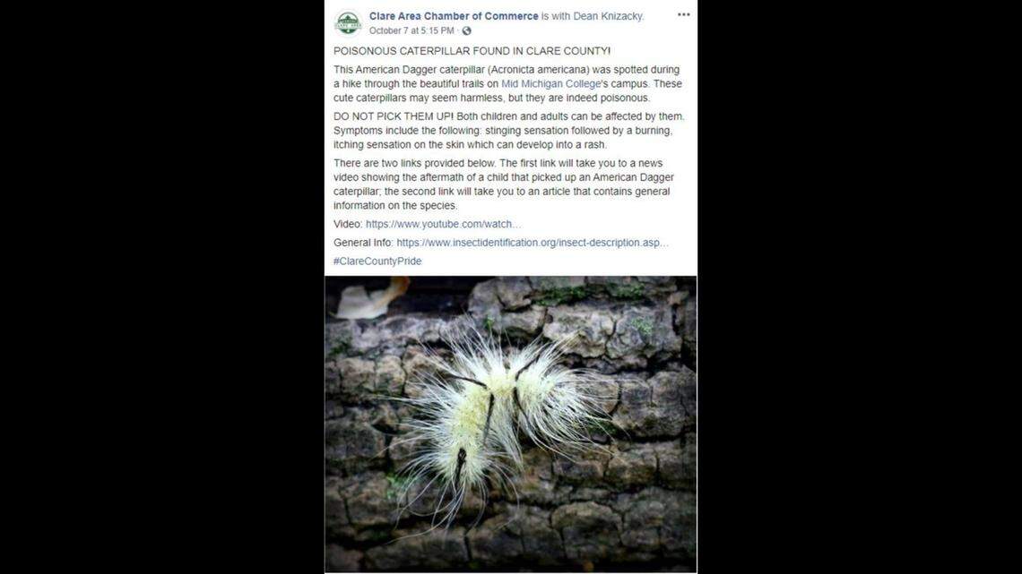This caterpillar can cause skin irritation, Michigan officials say.