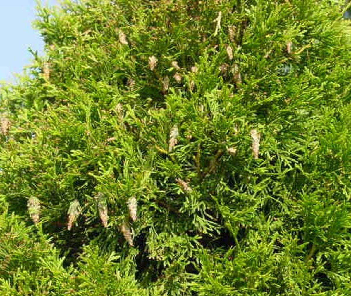 If they aren’t caught early, bagworms can take over and destroy a plant.