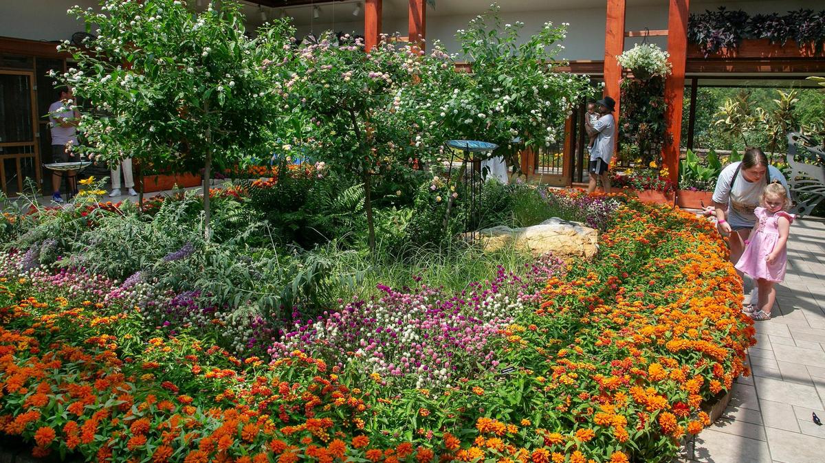 The conservatory inside the visitors center at Powell Gardens is the home of exotic species of butterflies and moths during the 27th annual Butterfly Festival at Powell Gardens. The festival runs through Sunday Aug. 4, 2024.