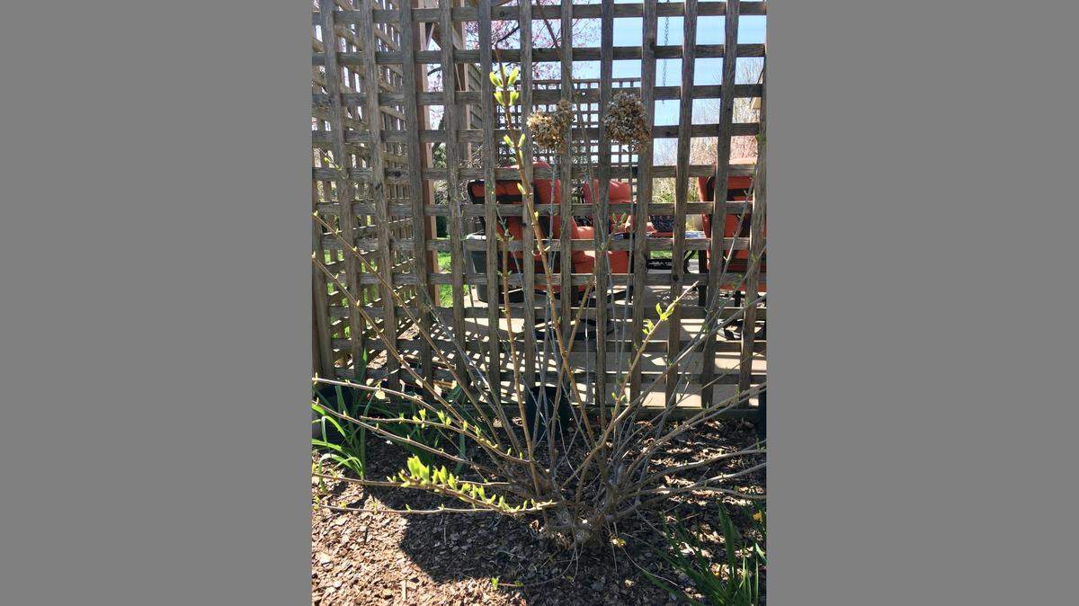 Take careful steps when pruning hydrangea and it will soon thrive.