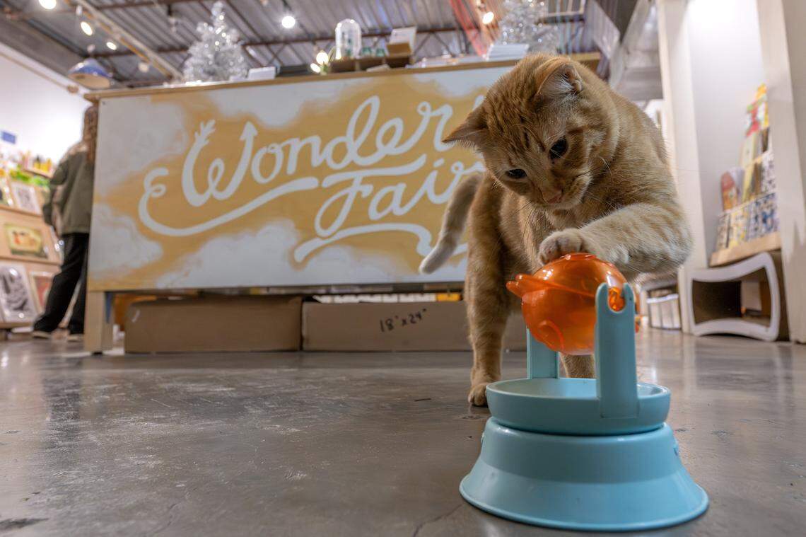 Dave, a shop cat, nabs a treat from an interactive food dispenser at Wonder Fair on Wednesday, Nov. 5, 2025, in Lawrence.