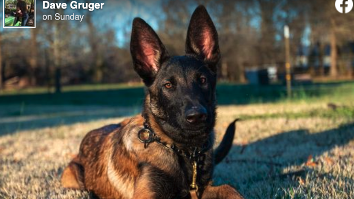 Radar, a Belgian Malinois for the Sharp County Search and Rescue Team, has gone missing, his handler said.