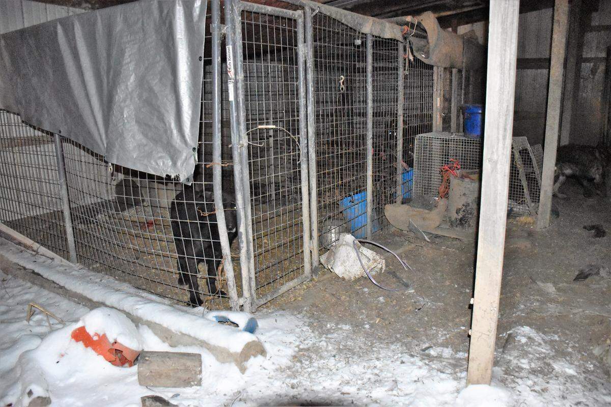 Fourteen animals were rescued from Morgan County property in January.