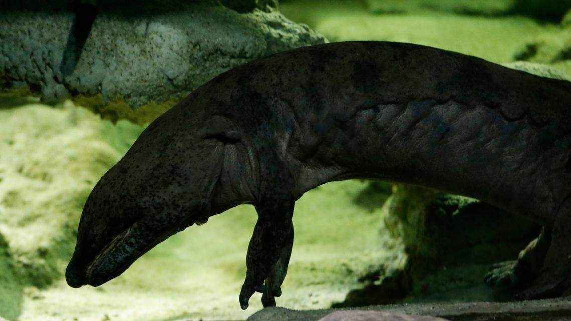 A Chinese giant salamander swims in an aquarium at the zoo in Prague, Czech Republic in 2015. Federal officials say a man recently pleaded guilty to smuggling endangered amphibians like this one into Arkansas.