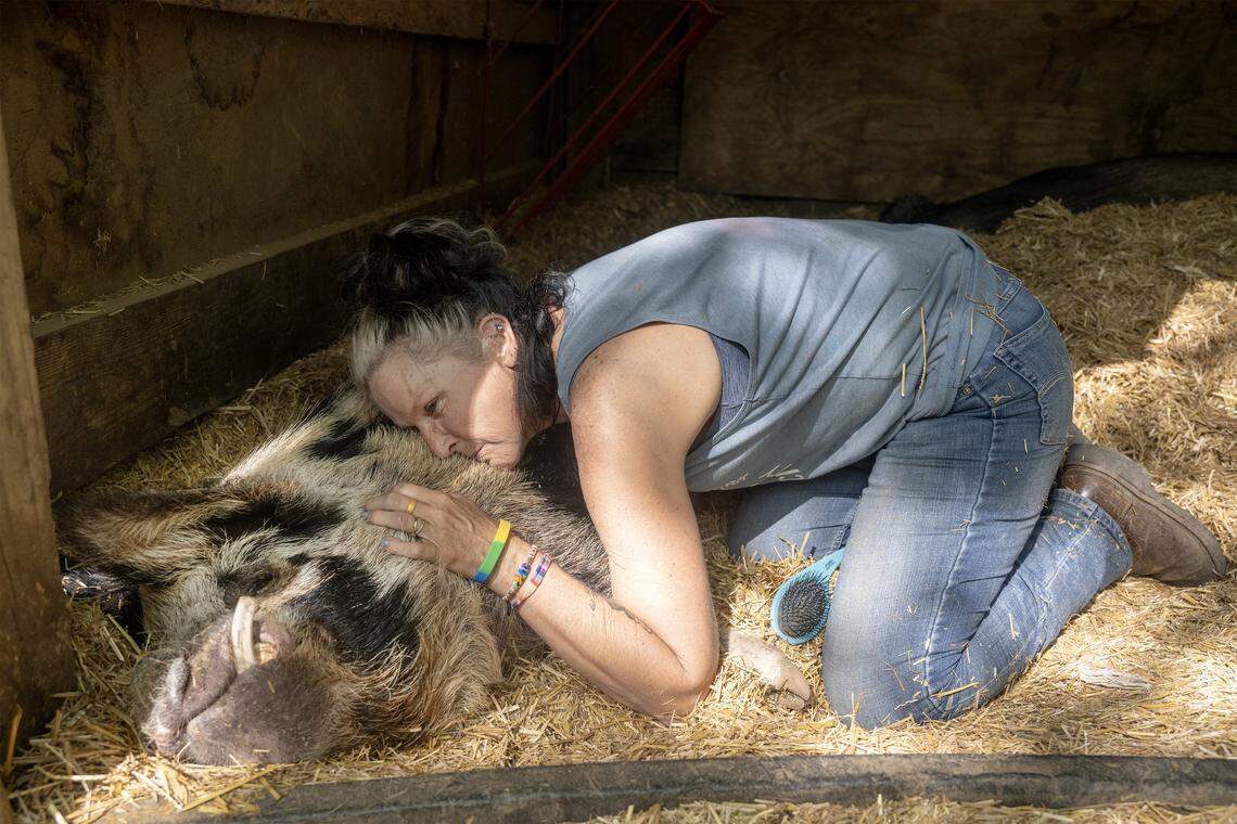 Kansas City Pig Rescue Network secretary and treasurer Angela Jones-Willey checks on Garfunkel, an 8-year-old Kunekune pig she fostered and ultimately adopted. Jones-Willey said Garfunkel may need lifelong medical care after a broken tusk caused jaw problems. He lives at KCPRN's Willeyville Farm, owned by Jones-Willey, in Cleveland, Missouri, in Cass County. “He's a big goofball and he is much-loved around here.”