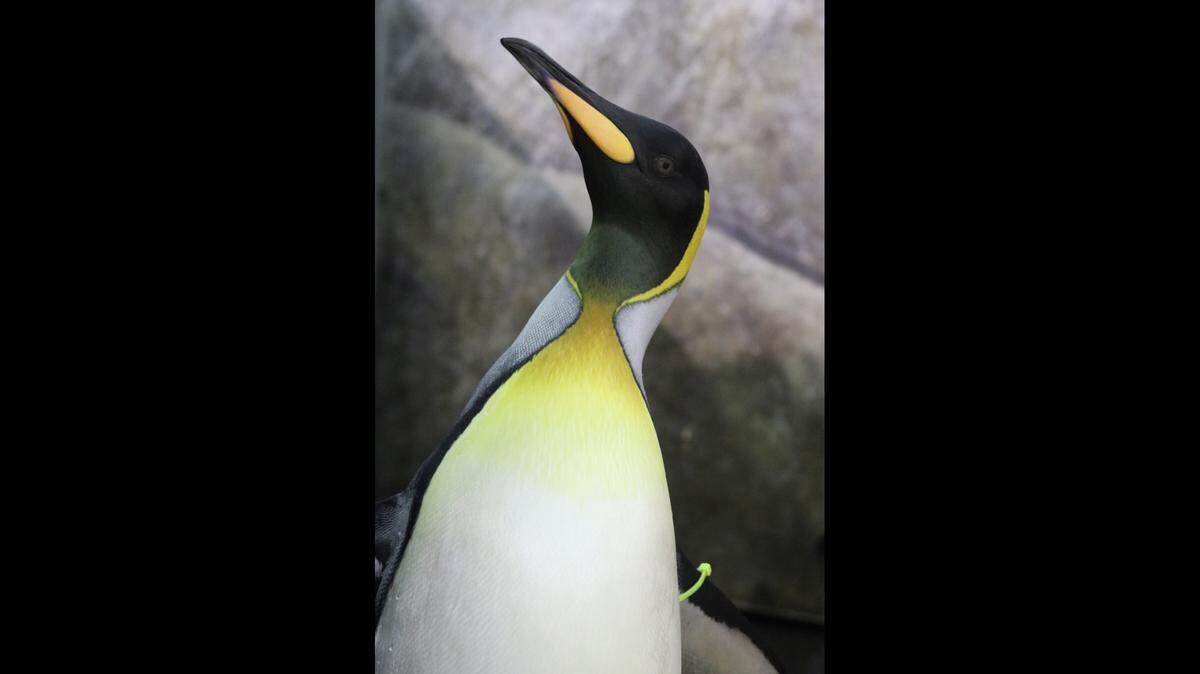 Littlefoot, a 2-year-old king penguin at the Kansas City Zoo, went head-to-head with 47 other penguins from around the globe and is in the finals after four rounds of voting.