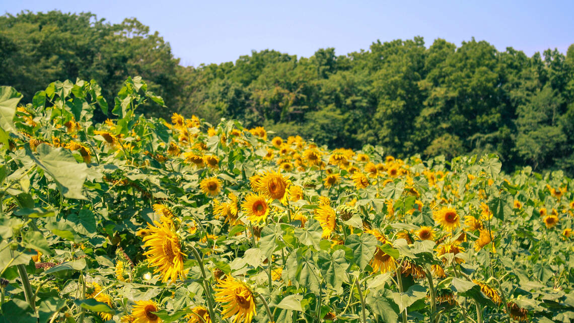 KC area’s new sunflower habitat is already in bloom. Don’t wait too long to go