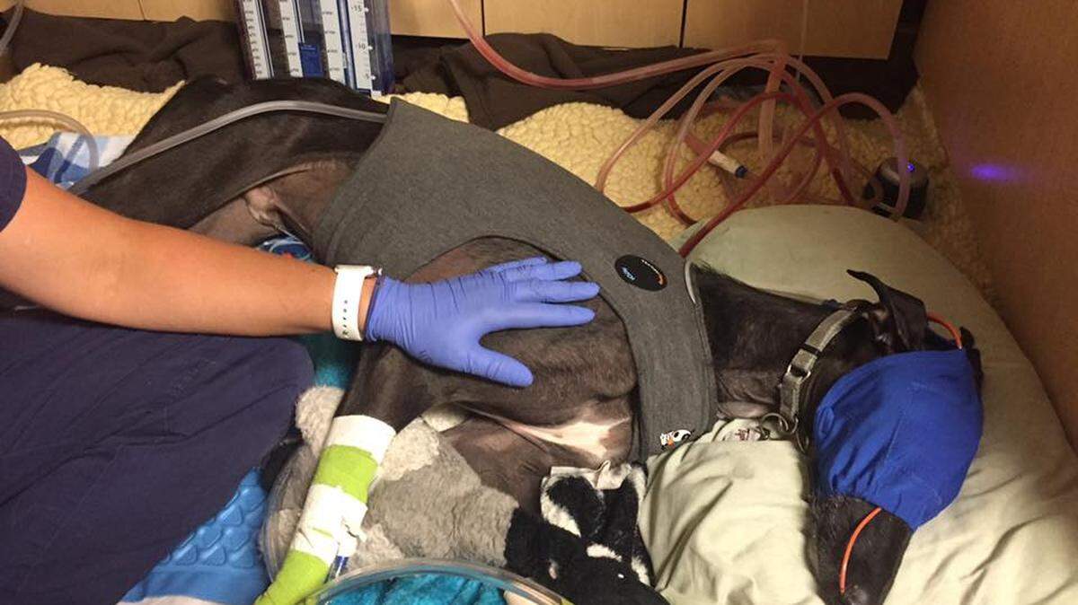Lenka Perron's greyhound, Dwight, bolted from his suburban Detroit backyard Saturday night when he heard the neighbors' fireworks and got hit by a car as he ran away. His owner wants people to follow local fireworks ordinances.