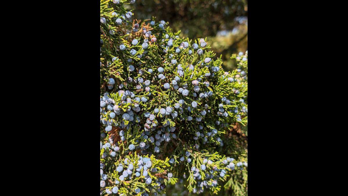 Female red cedar trees produce an abundance of viable seeds that hungry birds disperse and spread farther.