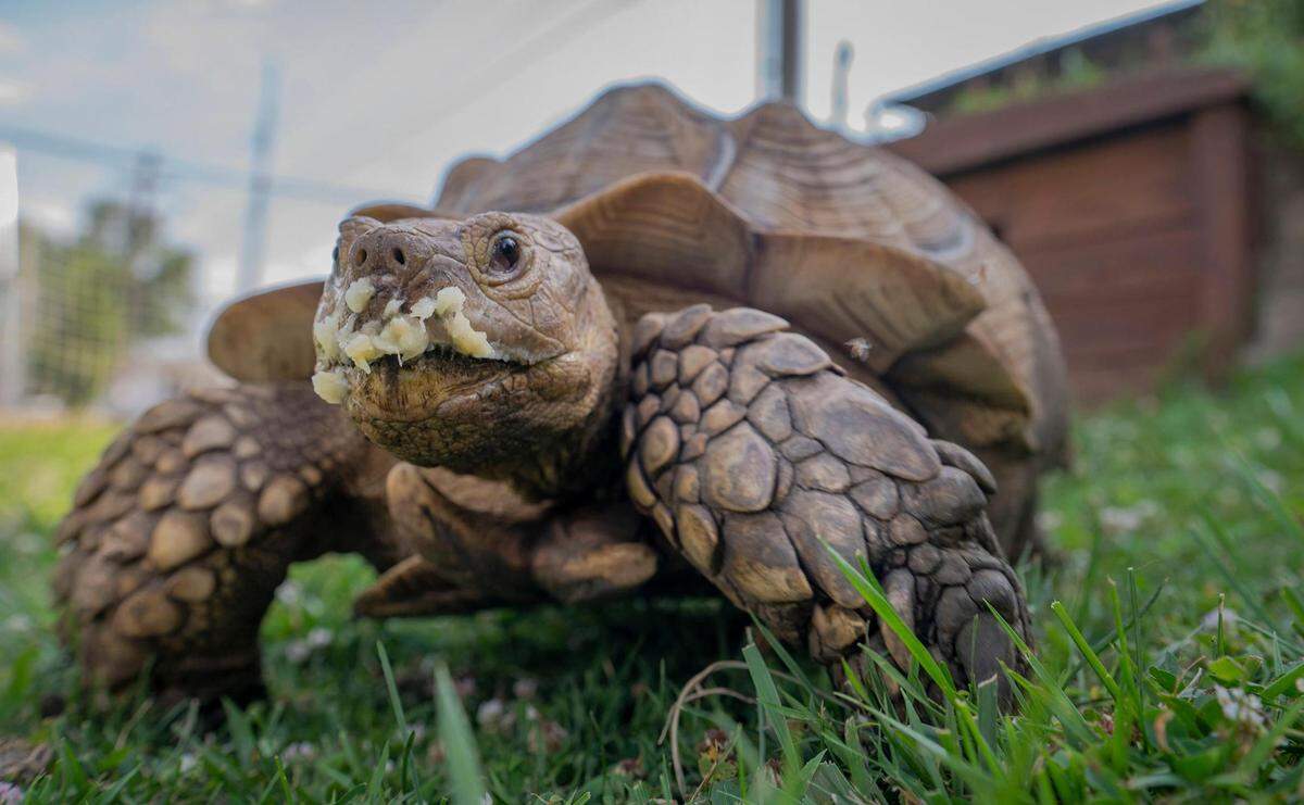 Tywin, a tortoise in his mid-20s, sports banana on his face after being fed by his owner, Bill Kalahurka.