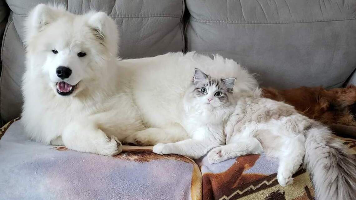 Here’s the scoop on Samoyeds, the dog breed that Swift & Kelce appear to own now